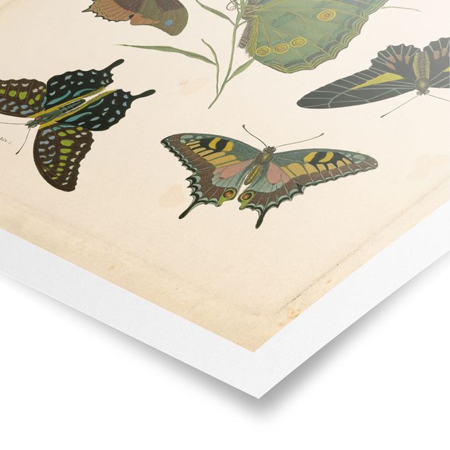 Posters retro Illustration vintage Papillons Exotiques