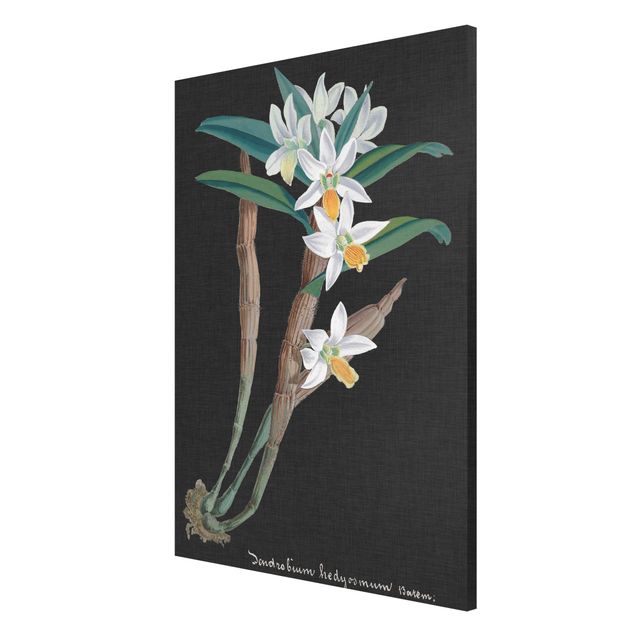 Tableaux magnétiques avec fleurs Orchidée blanche sur lin I