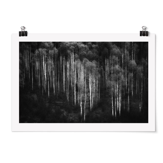 Posters en noir et blanc Forêt de bouleaux à Aspen