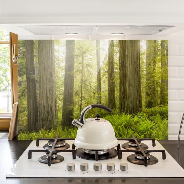 Déco murale cuisine Vue de la forêt du Redwood State Park