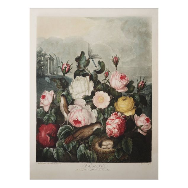 tableaux floraux Illustration botanique vintage Rose