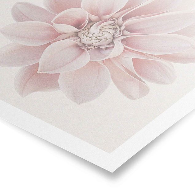 Tableau décoration Fleur de dahlia Blanc Pastel Rose
