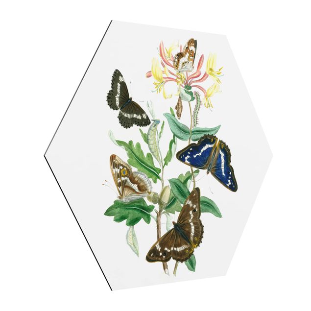 Tableau fleurs Papillons britanniques IV