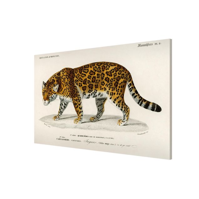 Tableau tigres Tableau Botanique Jaguar