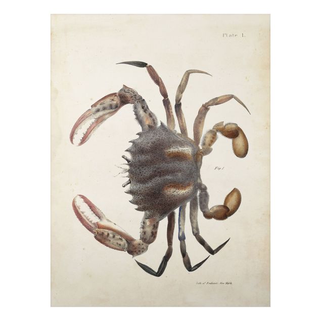 Tableaux animaux Illustration vintage Crabe