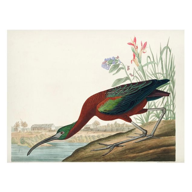 Tableaux animaux Tableau Vintage Ibis Marron