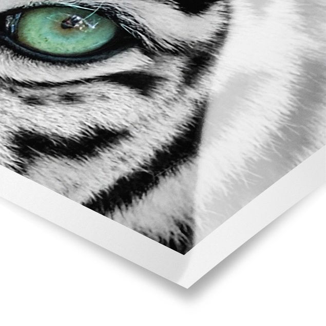 Tableaux noir et blanc Tigre Blanc