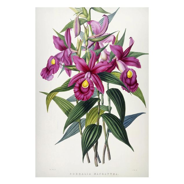 Tableau orchidée Maxim Gauci - Orchidée I