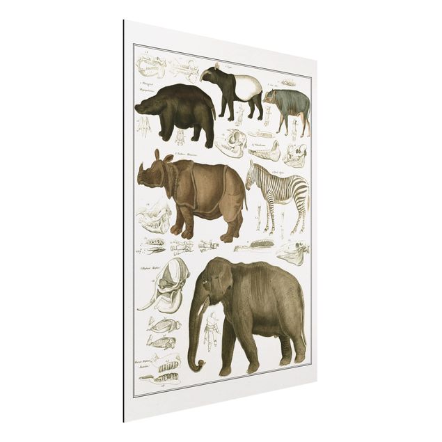 Déco murale cuisine Tableau Botanique éléphant, zèbre et rhino