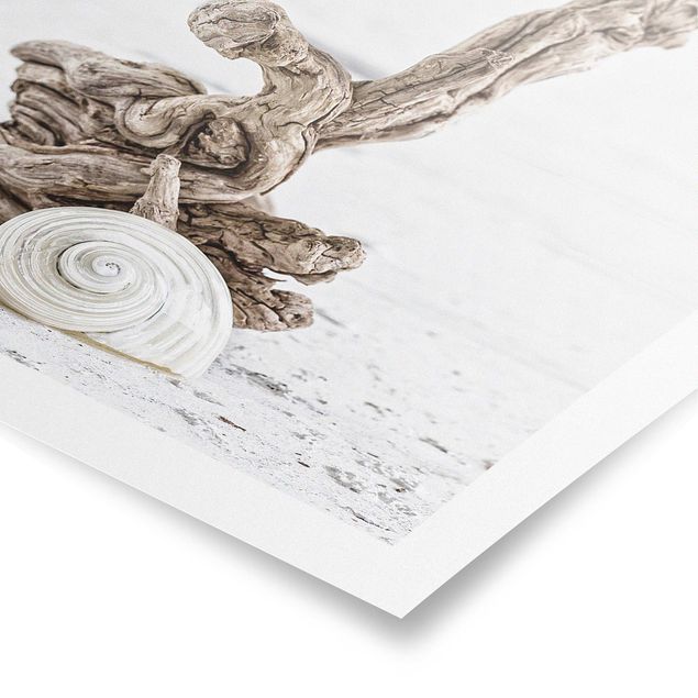 Tableau moderne coquille d'escargot blanche et bois de racine