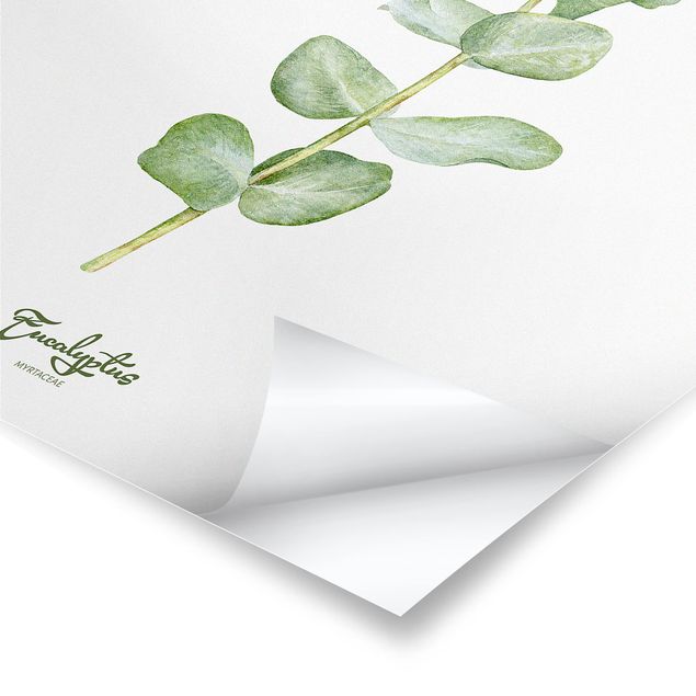 Poster fleurs - Watercolour Botany Eucalyptus