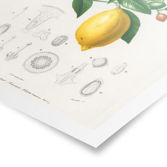 Tableaux jaunes Illustration Botanique Vintage Citron