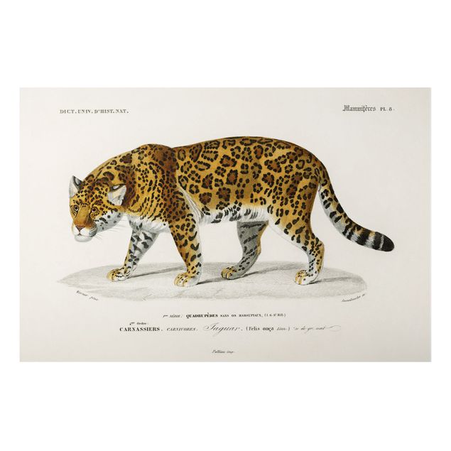 Tableau chat Tableau Botanique Jaguar