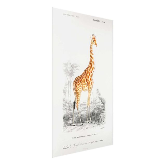 Tableau afrique Tableau Vintage Girafe