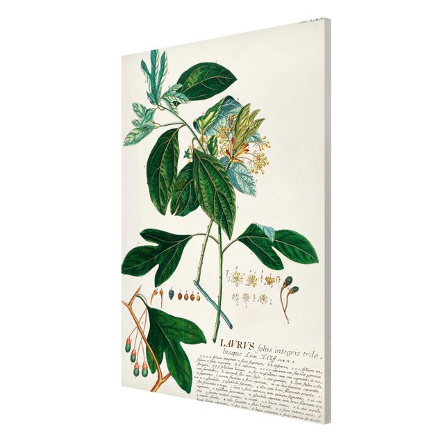 Tableau fleurs Illustration botanique vintage Laurel