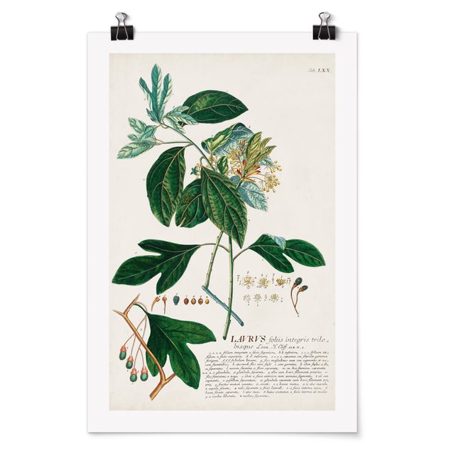 Posters retro Illustration botanique vintage Laurel