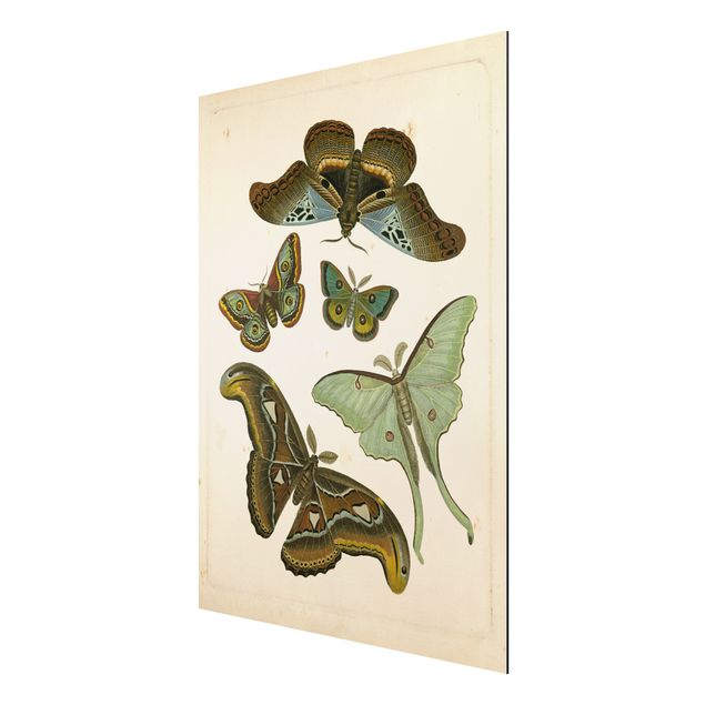 Tableaux animaux Illustration vintage Papillons Exotiques II