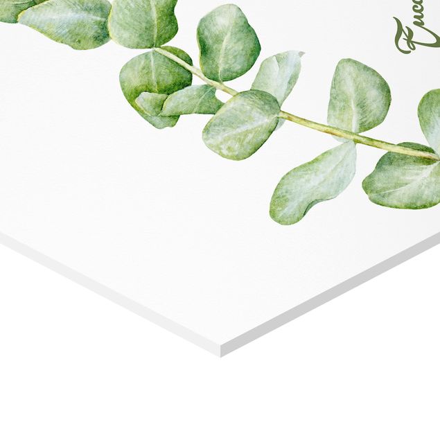 Hexagone en forex - Watercolour Botany Eucalyptus