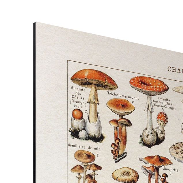 Tableaux marron Tableau Vintage champignons
