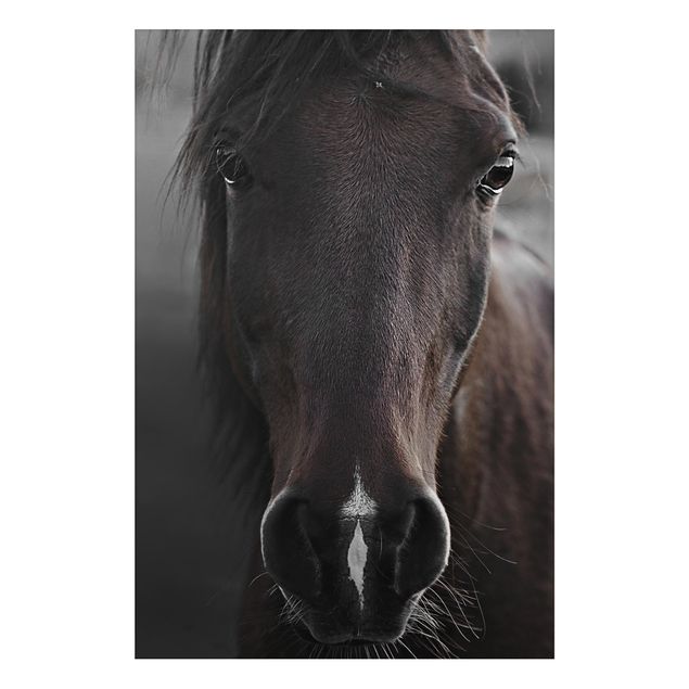 Tableau cheval Cheval noir