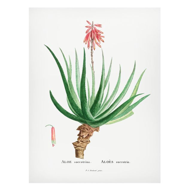 Tableaux magnétiques avec fleurs Illustration Botanique Vintage Aloe Pink Blossom