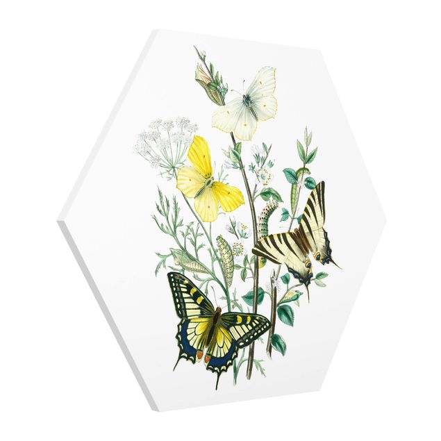 Tableau fleurs Papillons britanniques III