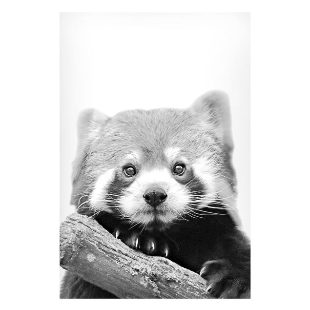 Tableaux panda Panda rouge en noir et blanc