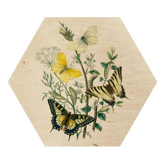 Impression sur bois Papillons britanniques III