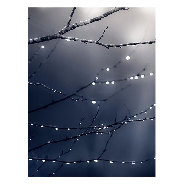 Tableau paysages Gouttes de lumière sur une branche de bouleau