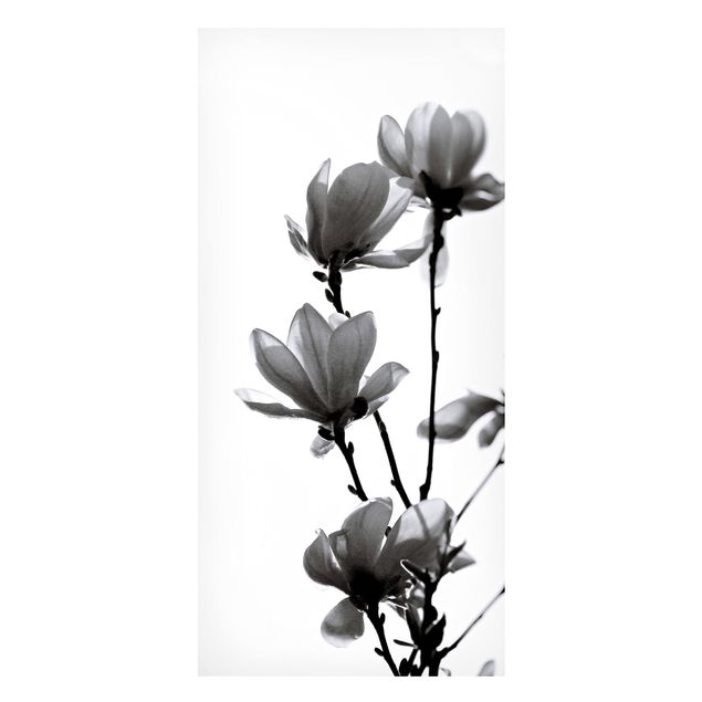 Tableaux magnétiques avec fleurs Herald du Printemps Magnolia Noir Et Blanc