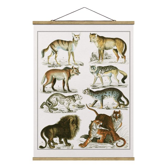 Tableaux animaux Tableau Botanique Lion, Tigre et Chacal