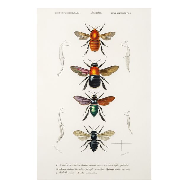 Cadre animaux Tableau Vintage Insectes