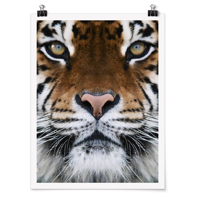 Cadre animaux Yeux de tigre
