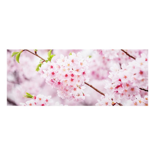Fonds de hotte - Japanese Cherry Blossoms - Panorama 5:2