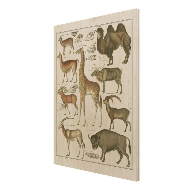 Tableau vintage bois Tableau Botanique Girafe, Camel Et IIama
