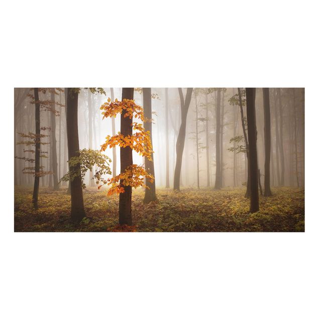 Fond de hotte - November Forest