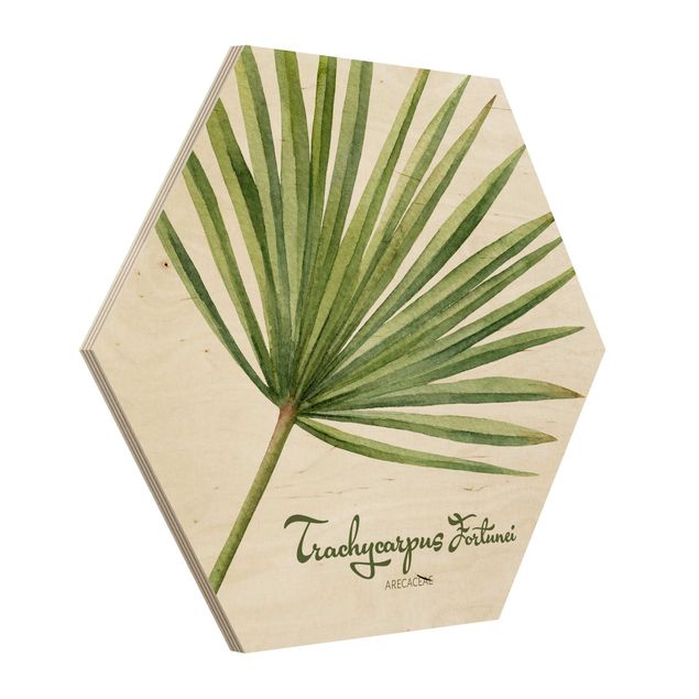 Tableaux muraux Botanique à l'aquarelle Trachycarpus Fortunei