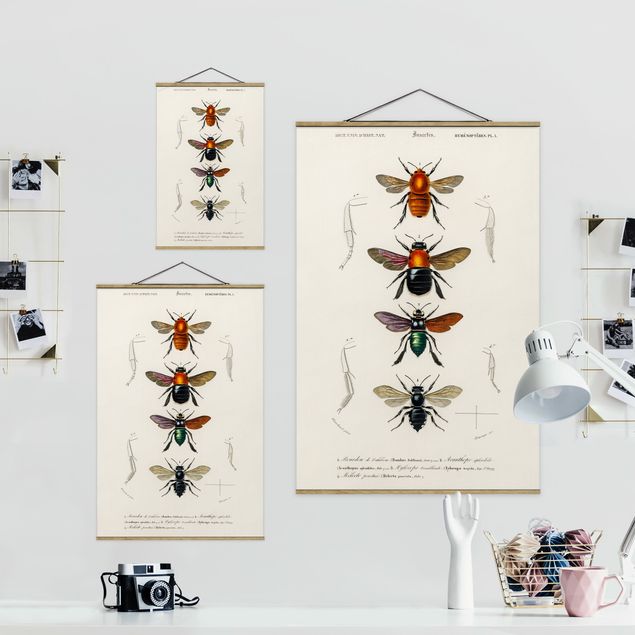 Tableaux muraux Tableau Vintage Insectes