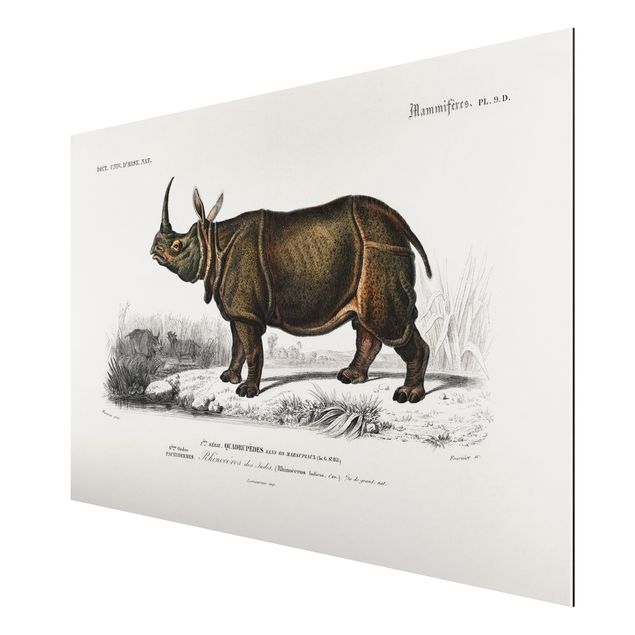 Cadre animaux Tableau Botanique Rhino