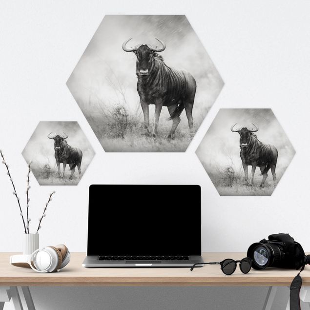 Hexagone en forex - Staring Wildebeest