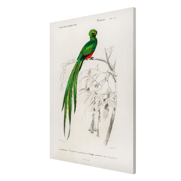 tableaux floraux Tableau Vintage Oiseau Tropical I