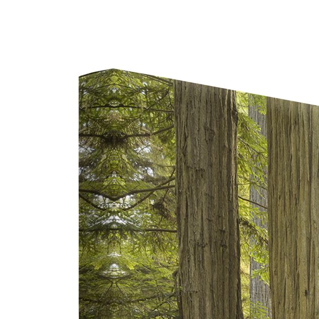 Tableaux verts Vue de la forêt du Redwood State Park