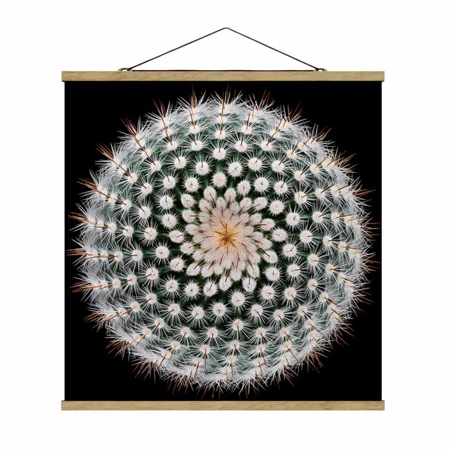 Tableaux florals Fleur de cactus