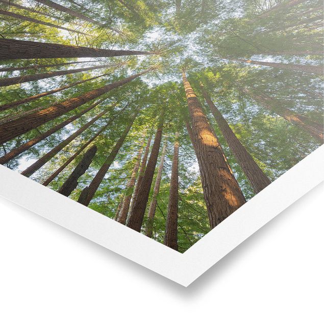 Tableaux modernes Têtes de Séquoia