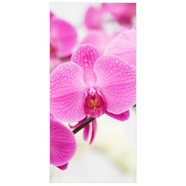 Panneau de séparation - Close-Up Orchid