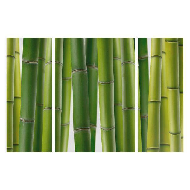 Tableaux bambou Plantes de bambou