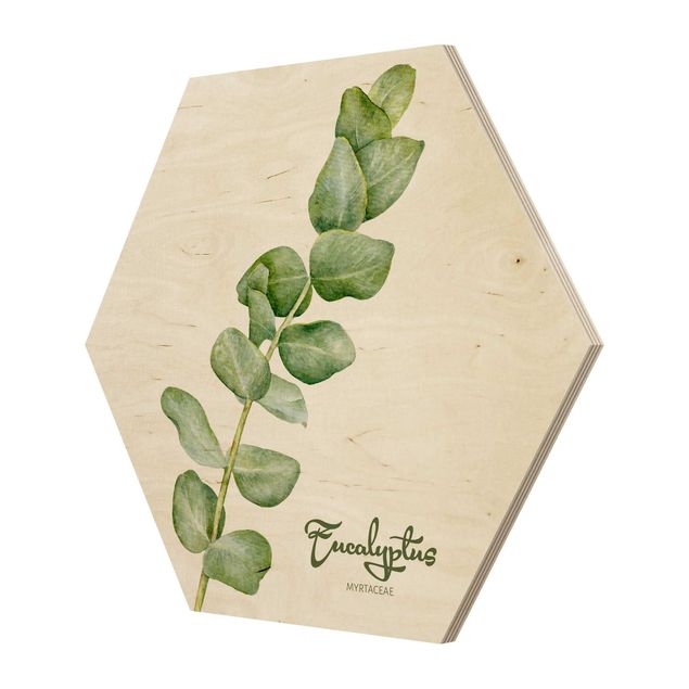 Hexagone en bois - Watercolour Botany Eucalyptus