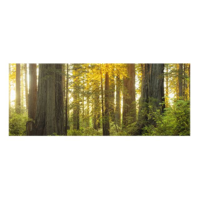 Fond de hotte - Redwood National Park