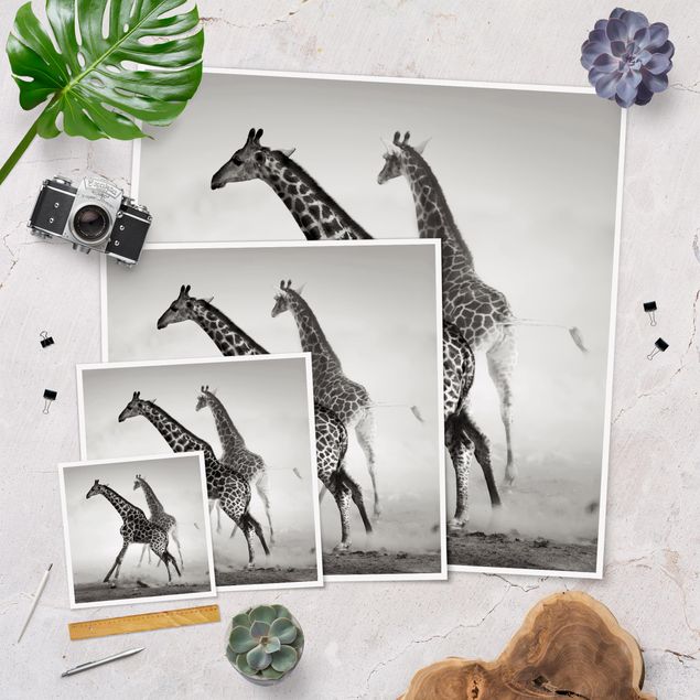 Tableau décoration Girafes à la chasse