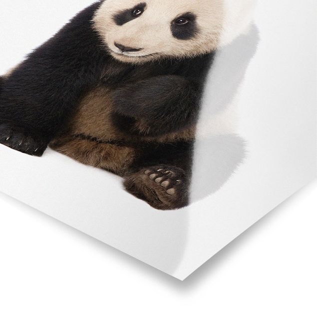 Affiche animaux Pattes de panda